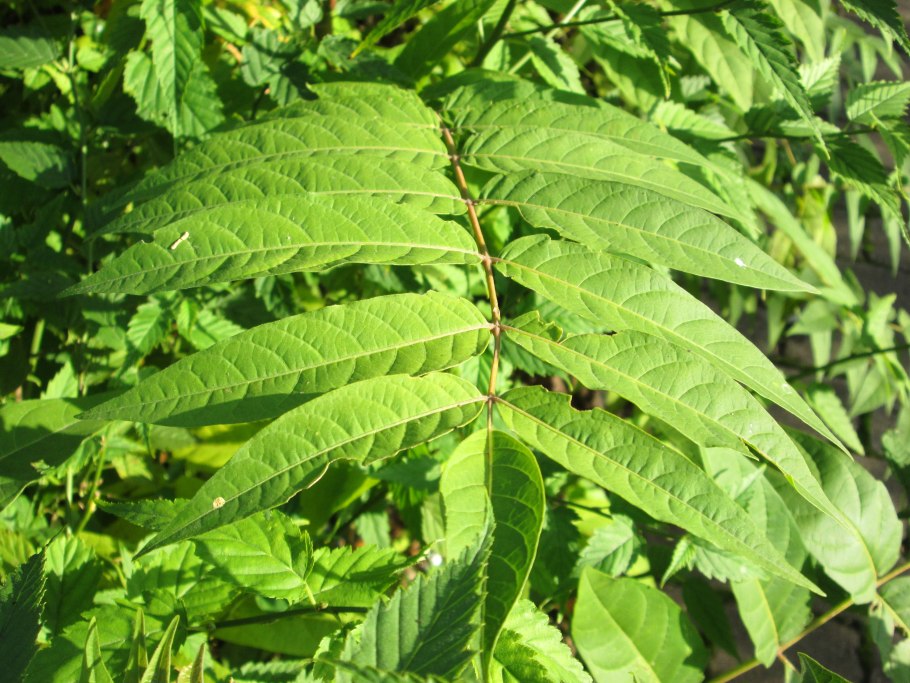 Ailanthus altissima