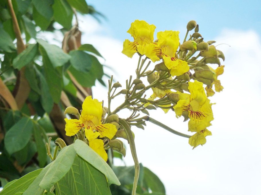 Чайное дерево Melaleuca alternifolia