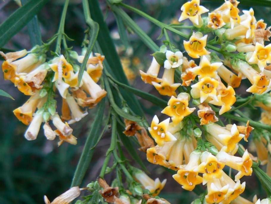 Фрейлиния ланцеолата растение