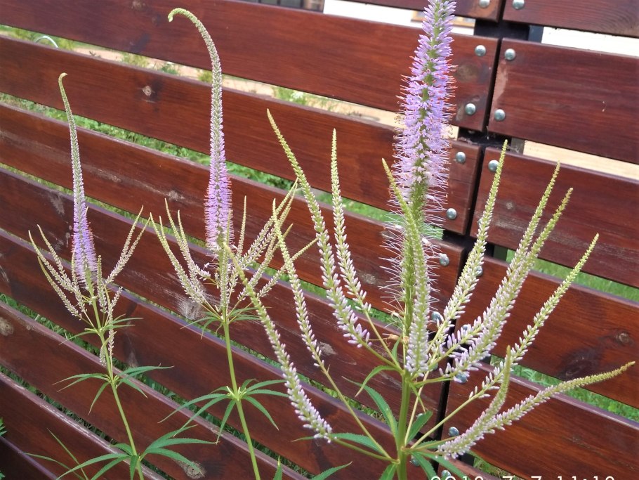 Вероникаструм виргинский fascination