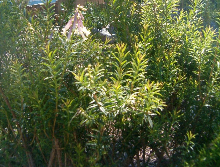 Freylinia lanceolata