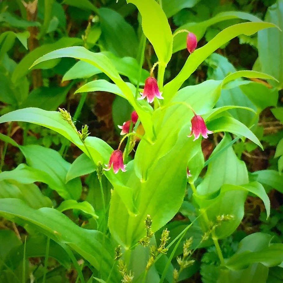 Трахелоспермум растение