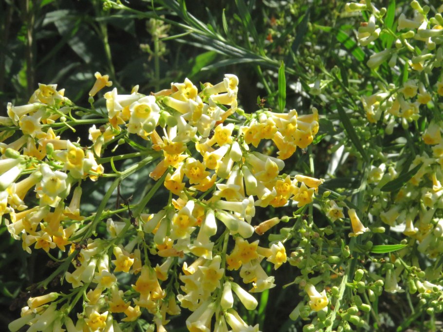 Фрейли́ния ланце́тная