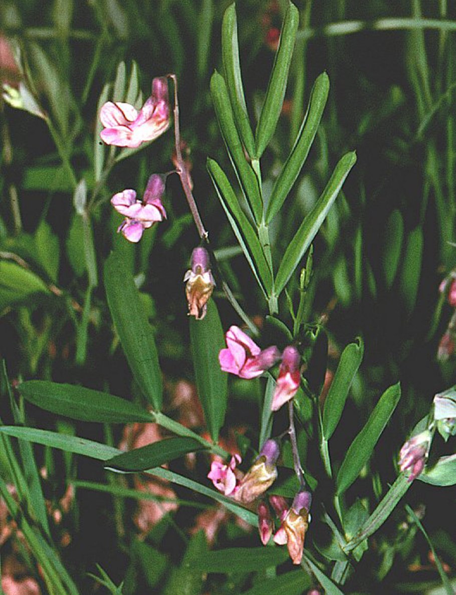 Lathyrus linifolius