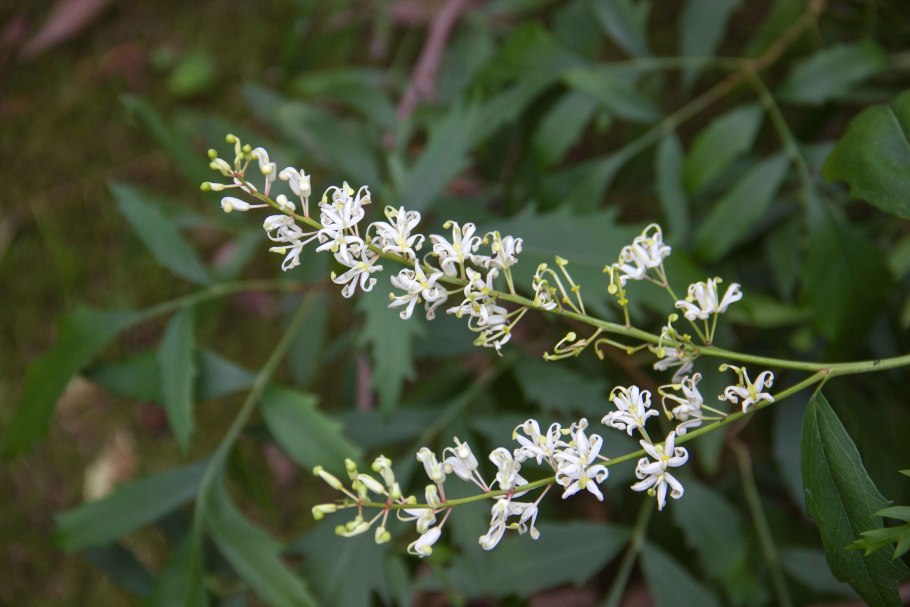 Menyanthes trifoliata