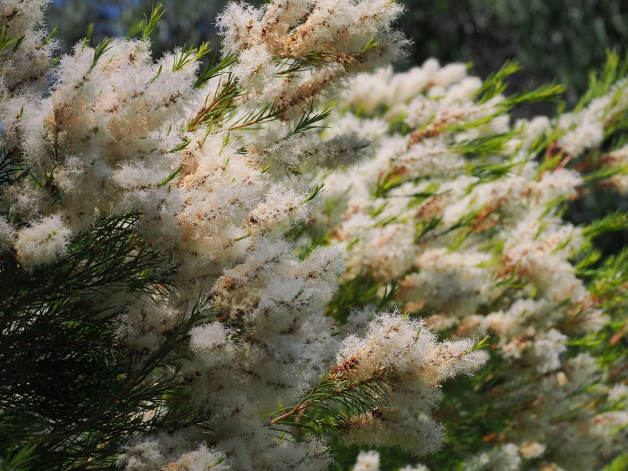 Звездчатка жестколистная гербарий