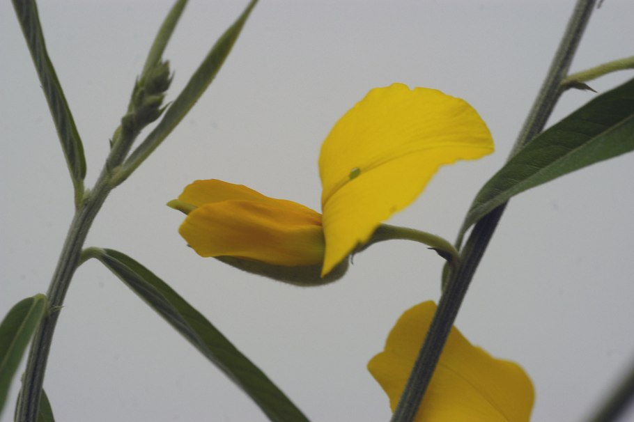Crotalaria juncea