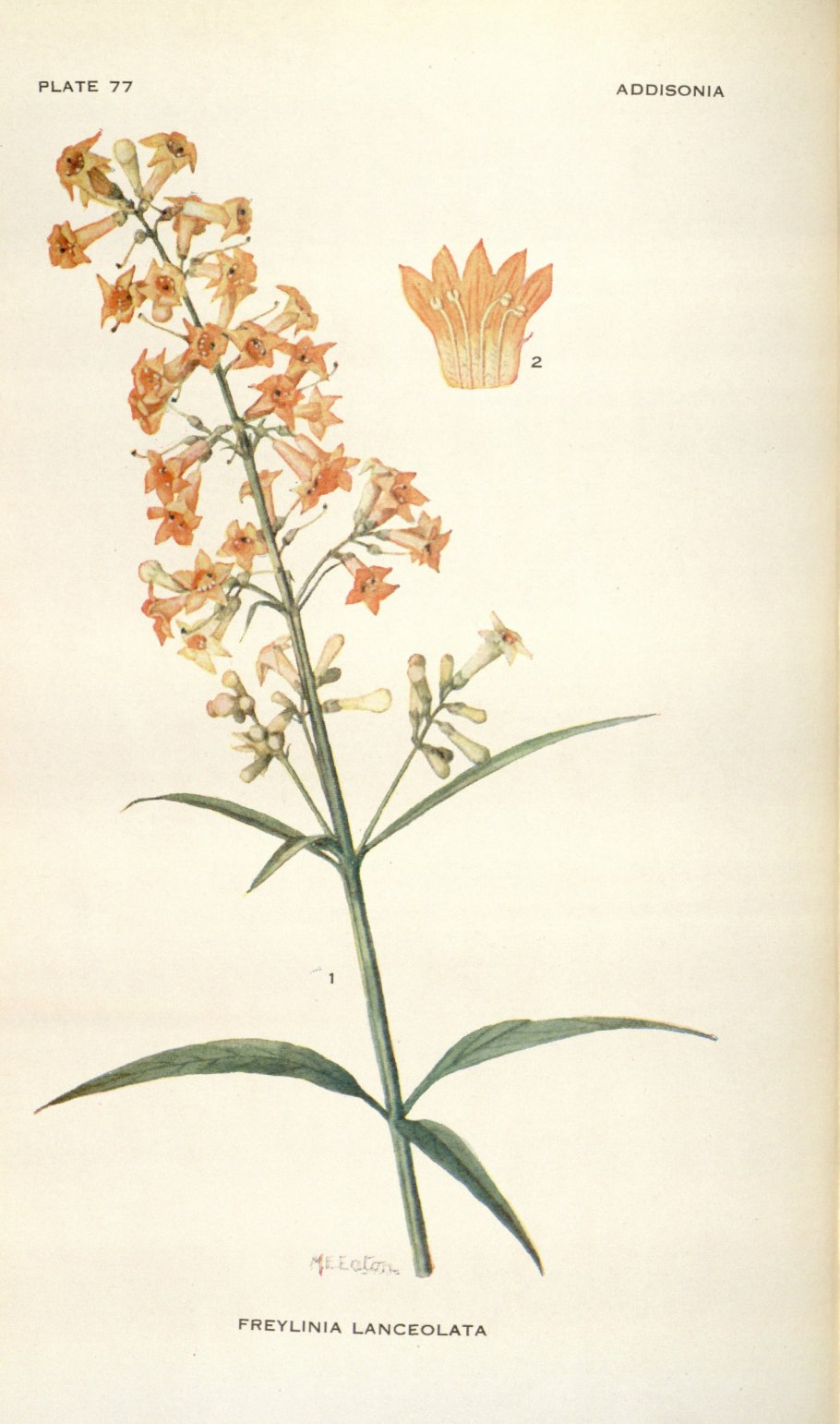 Markhamia zanzibarica