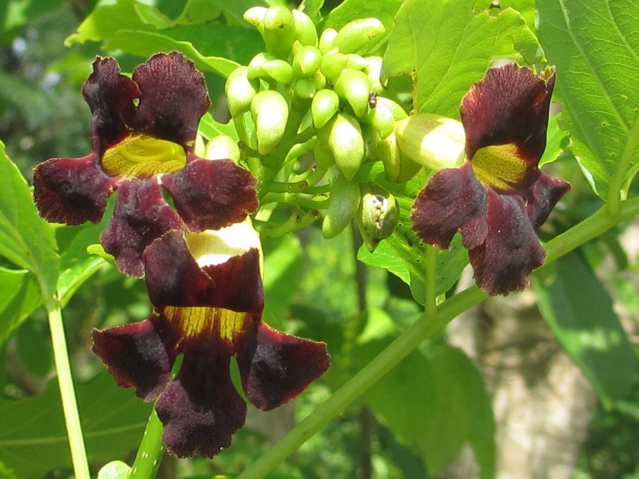 Markhamia zanzibarica