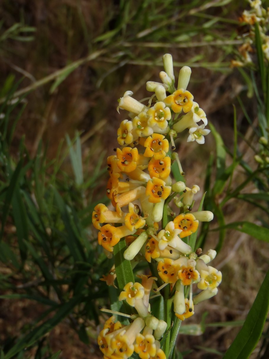 Фрeйлиния ланцетнaя