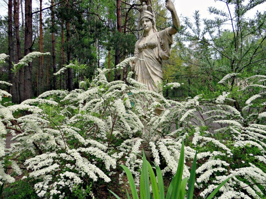 Markhamia lutea - Золотая Маркхамия, Тюльпанное дерево Нила