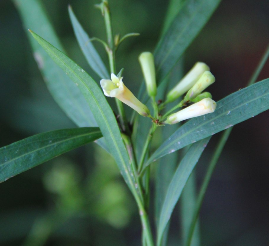 Фрейли́ния ланце́тная