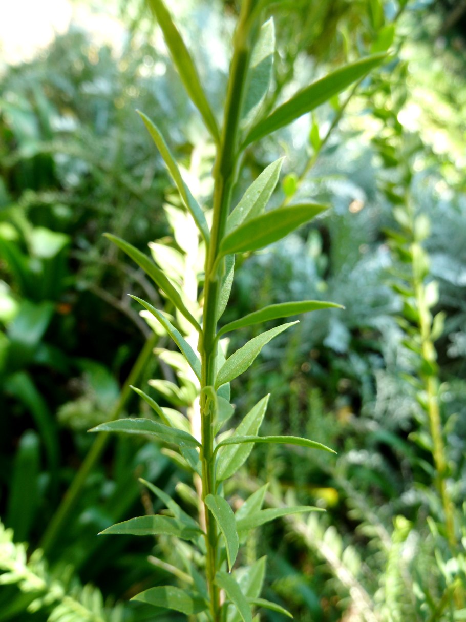 Lithospermum ofjicinale