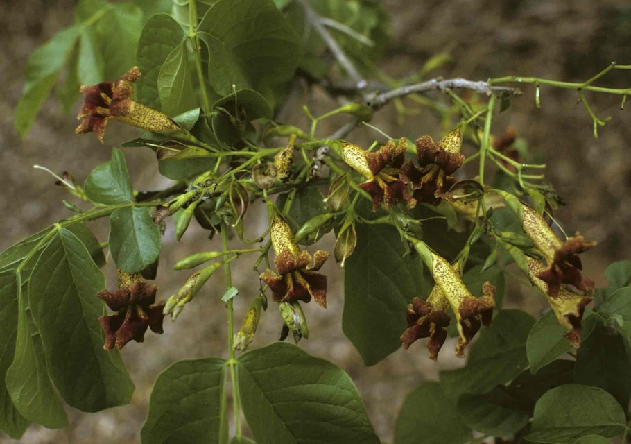 Markhamia zanzibarica
