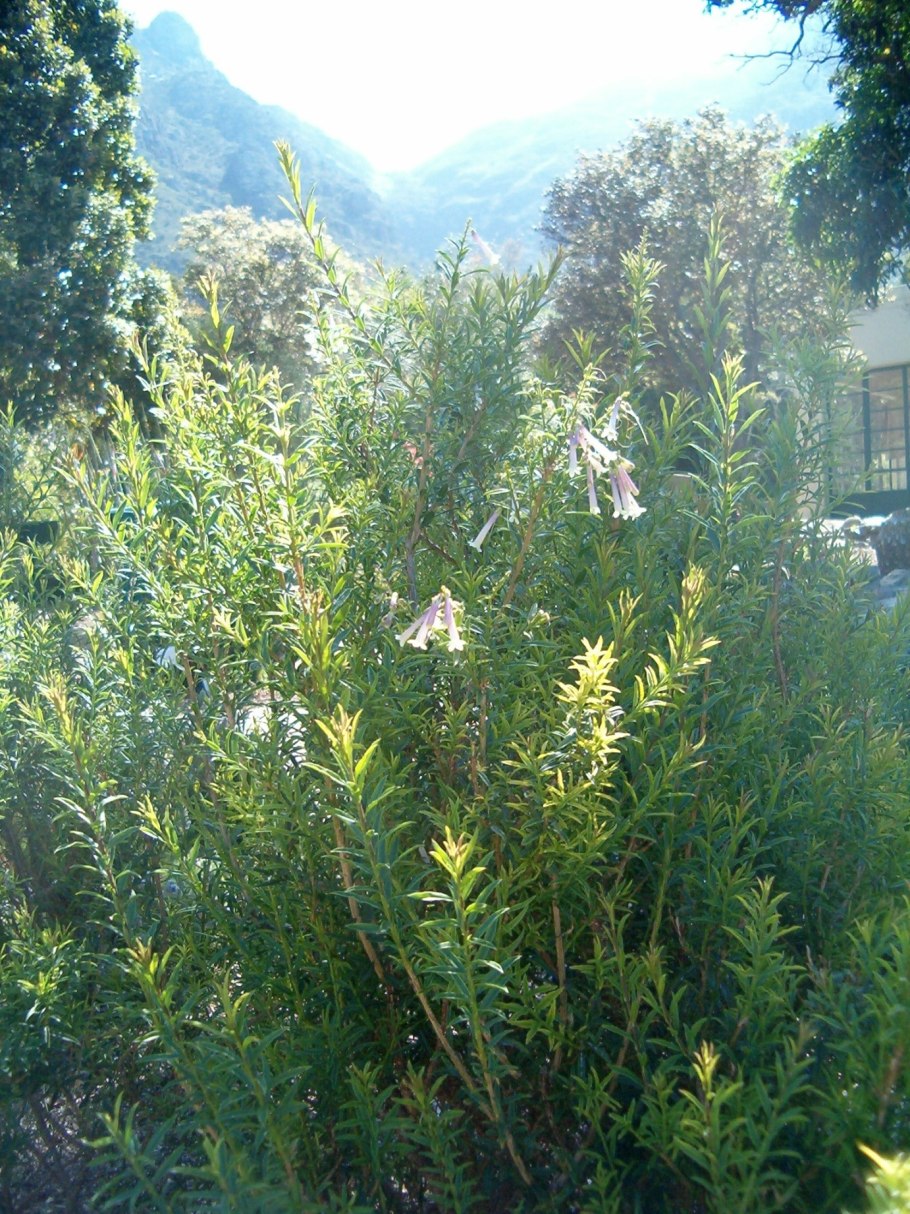 Спирея серая корневая система