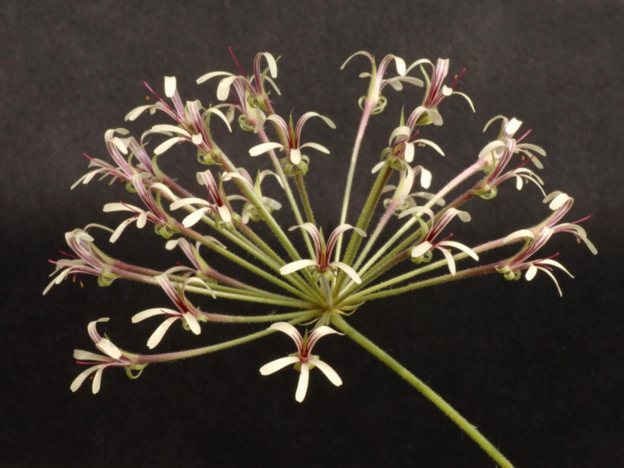 Pelargonium endlicherianum