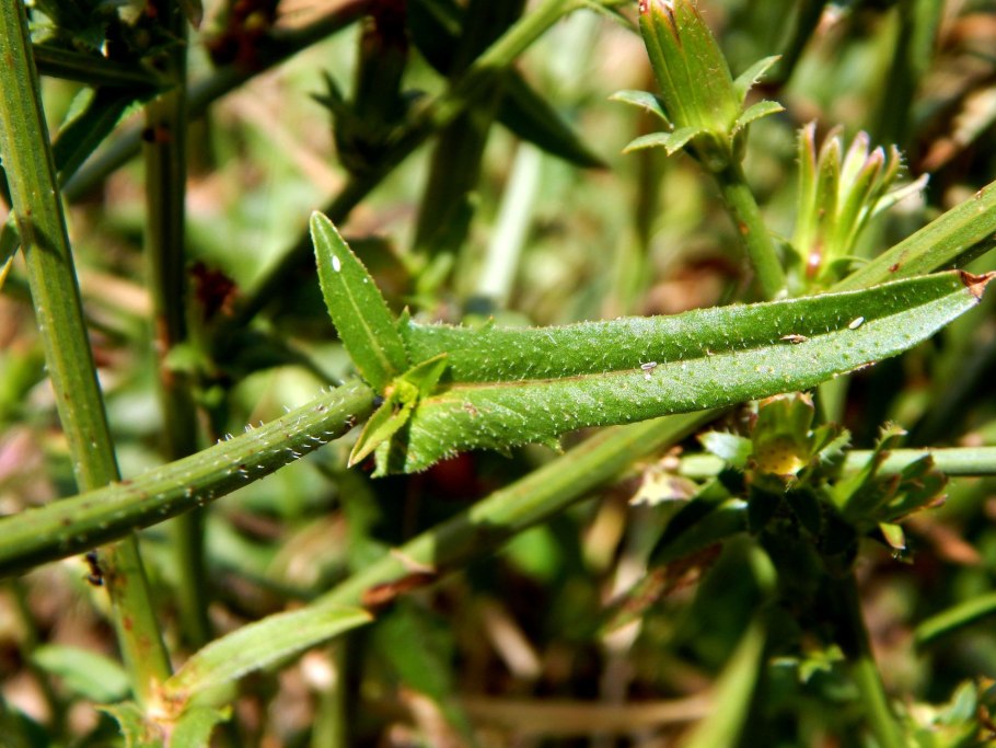 Испанский тростник