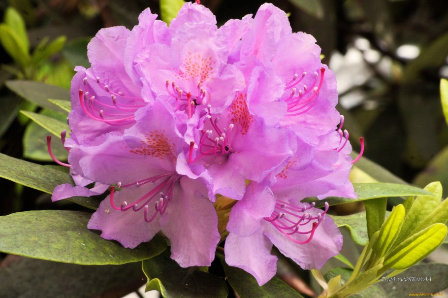 Рододендрон Гриштеде Rhododendron