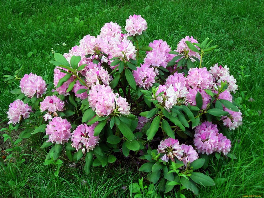 Рододендрон розовый куст