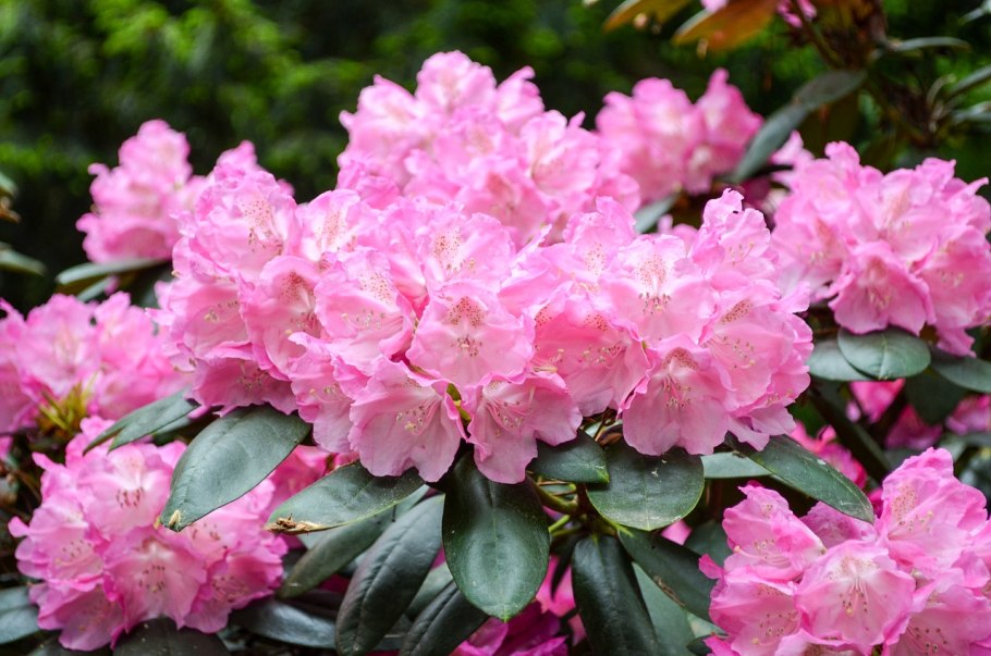 Рододендрон Grafin Sonja