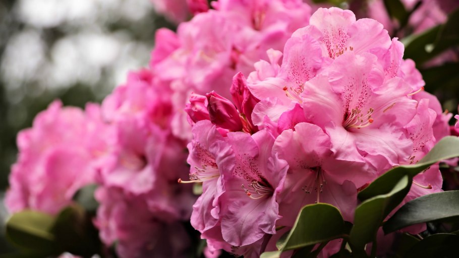 Азалия рододендрон