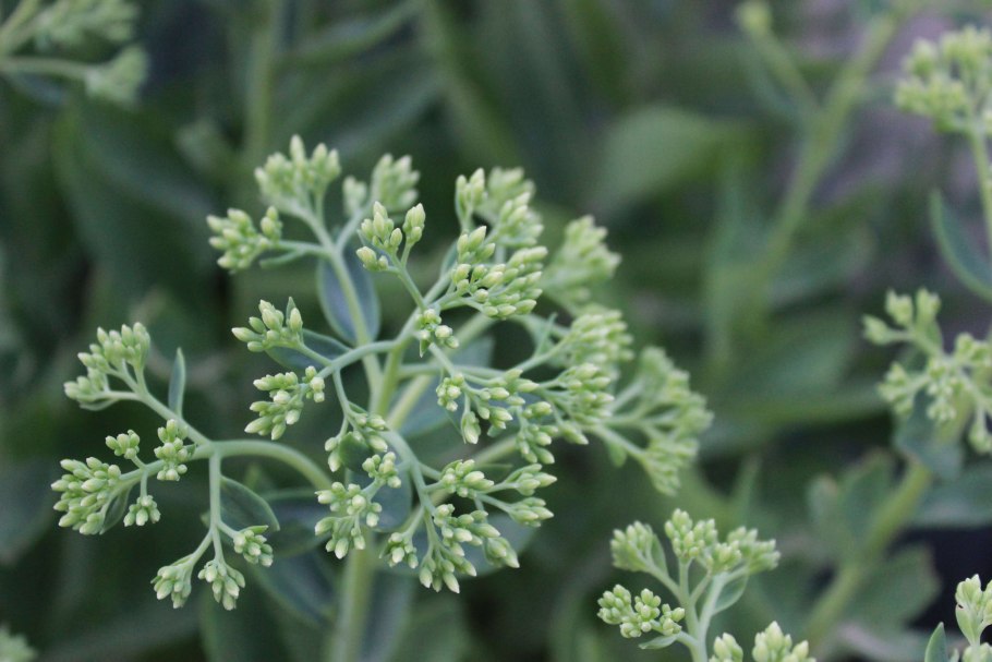 Бигуди BABYLISS Pro babts6gse