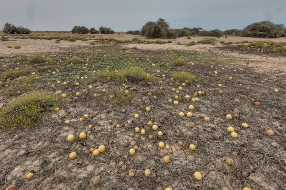 Дикий колоцинт