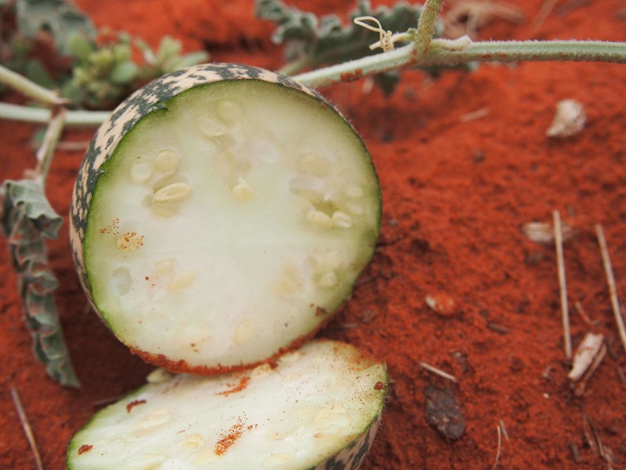 Citrullus ecirrhosus