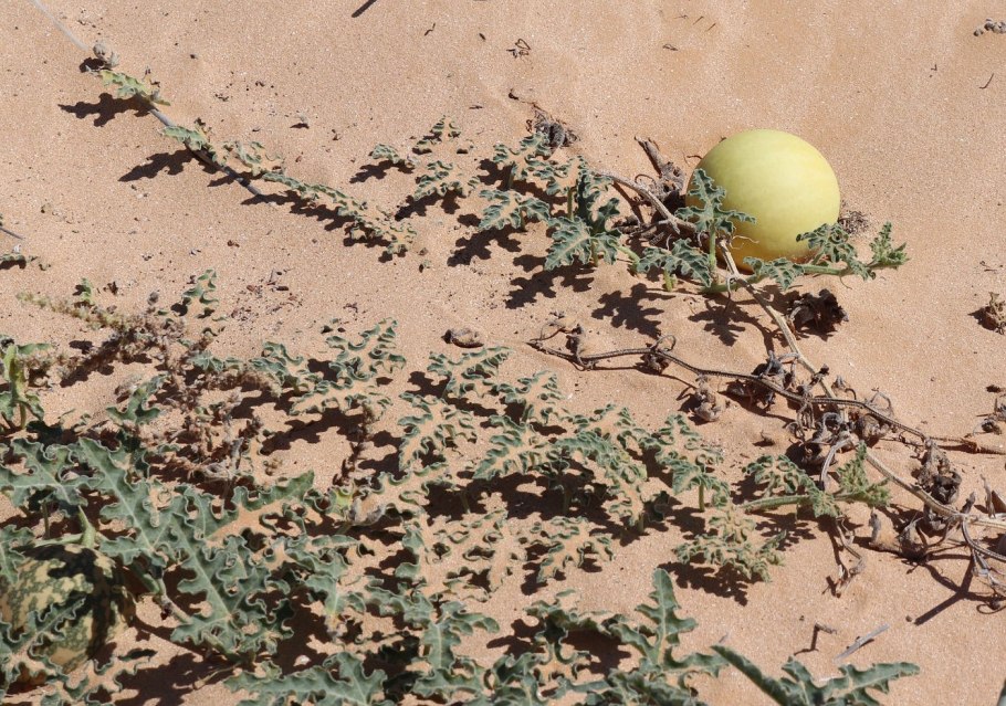 Колоцинт арбуз