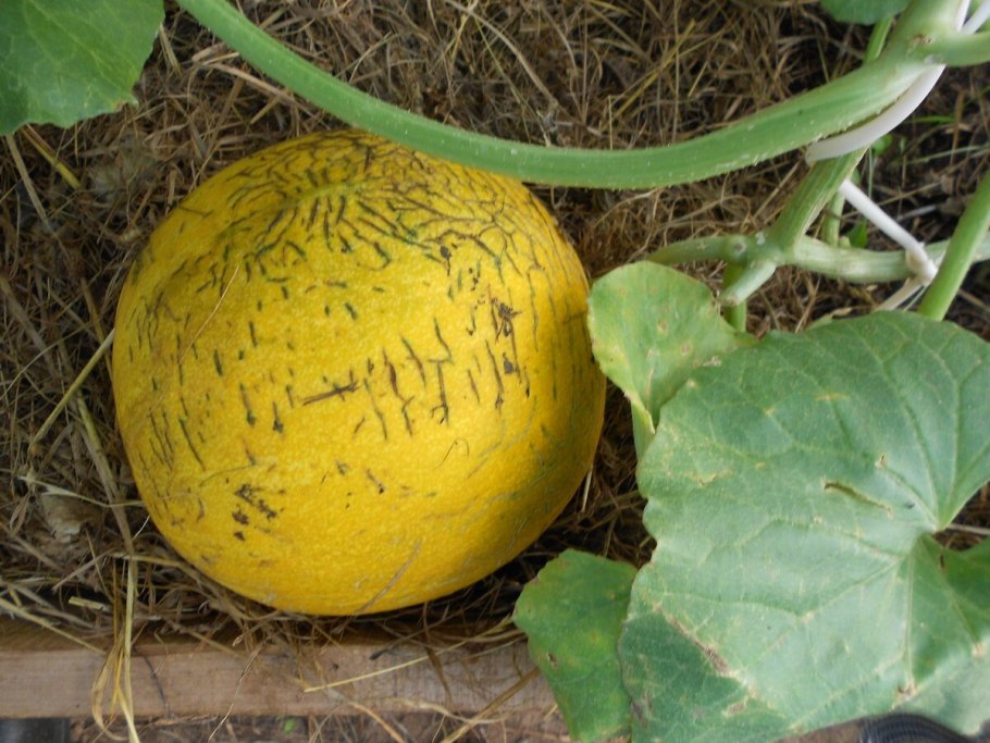 Дыня голден квин