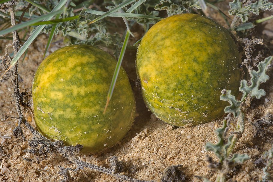 Citrullus colocynthis