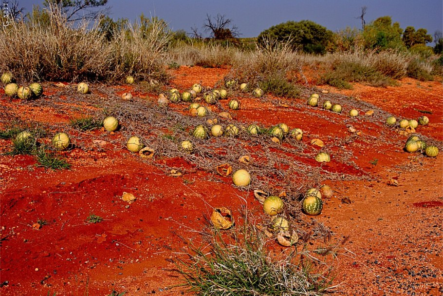 Дикий африканский арбуз