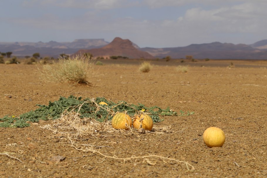 Дикий арбуз пустыни калахари