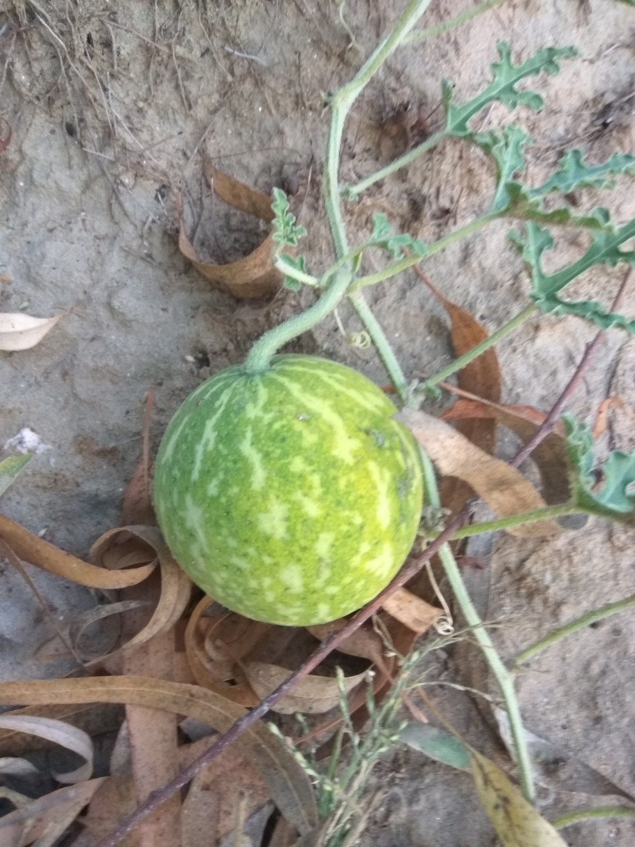 Citrullus colocynthis