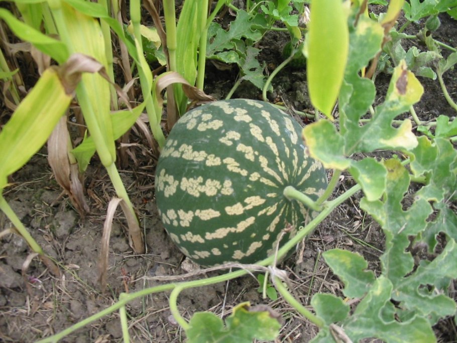 Сорта арбуза