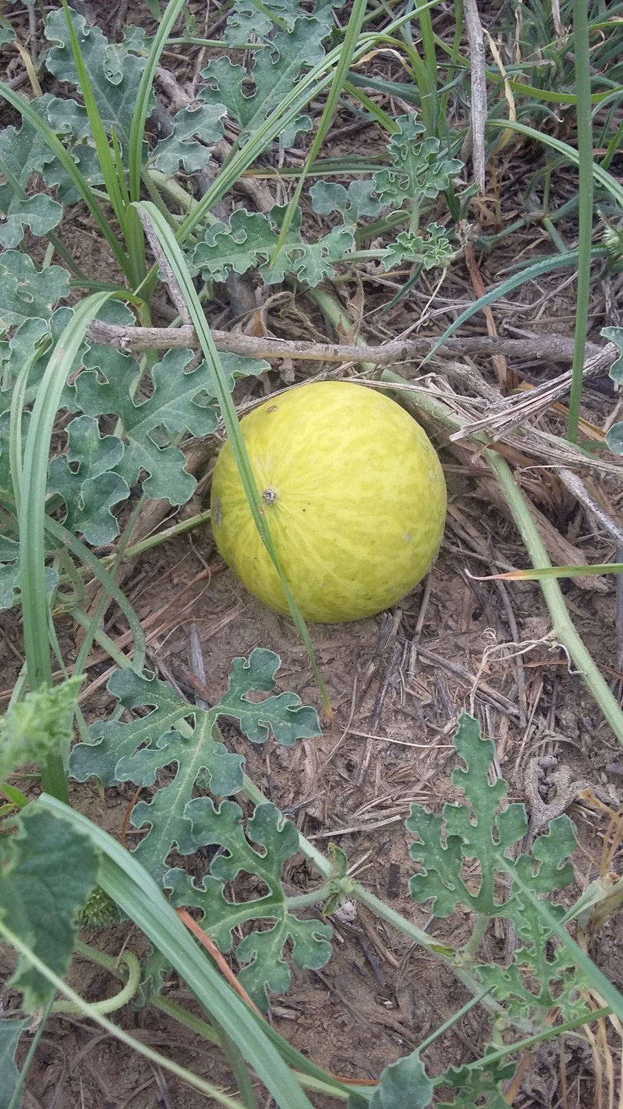 Citrullus colocynthis