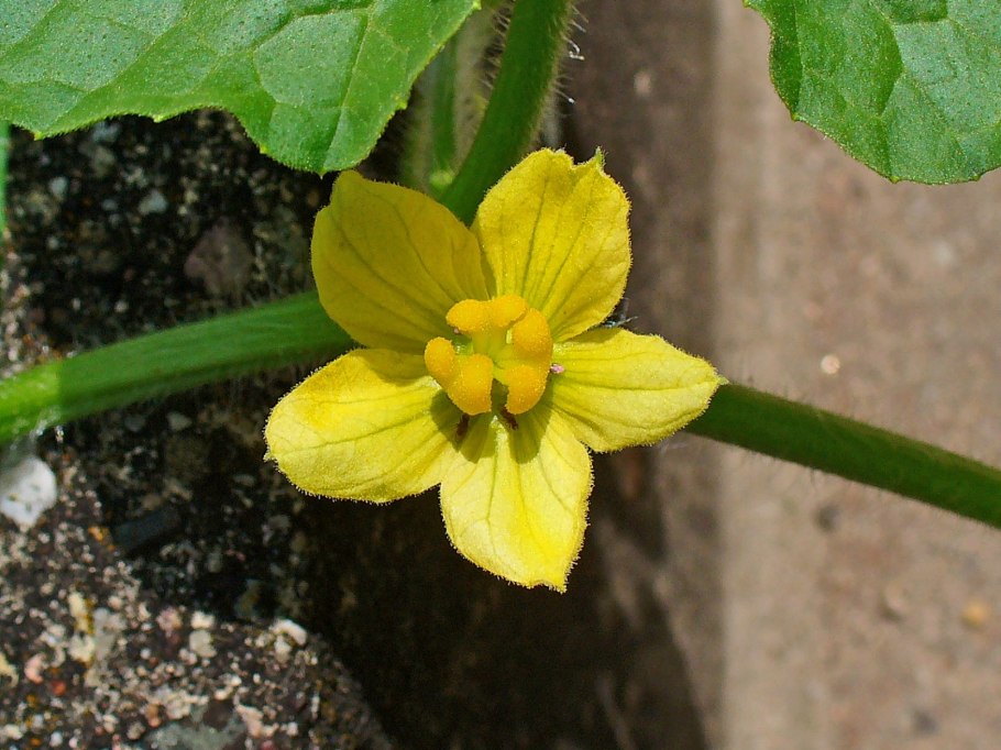 Cucumis sativus