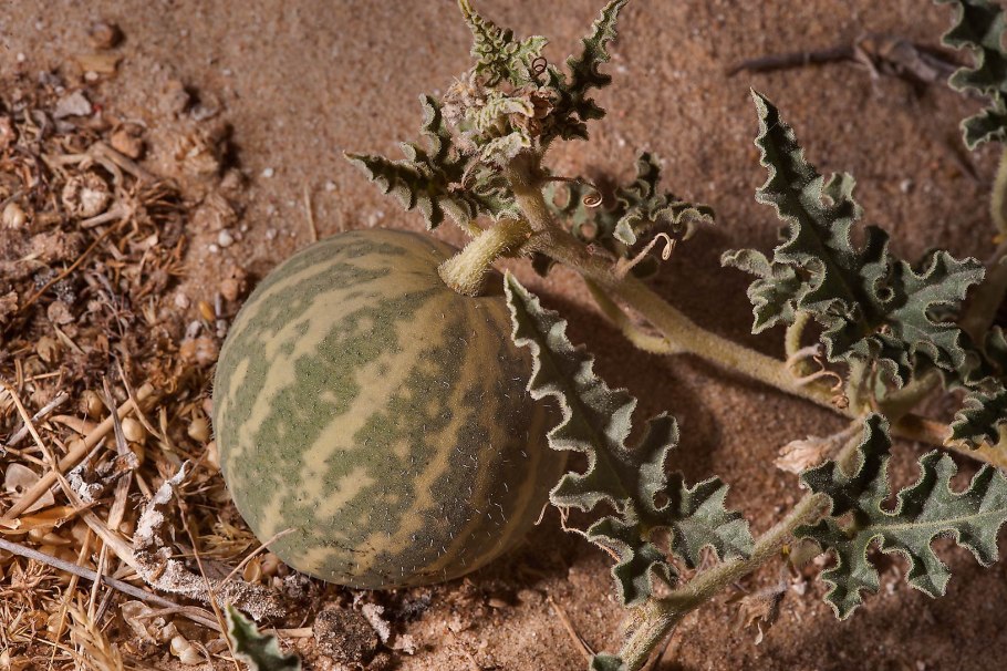 Citrullus colocynthis