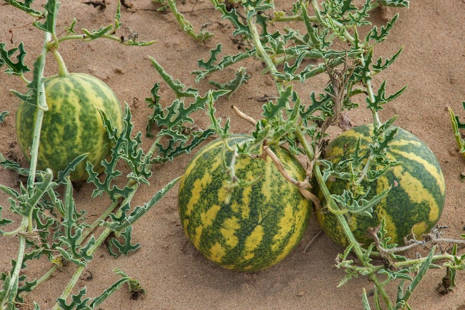 Дикий арбуз колоцинт