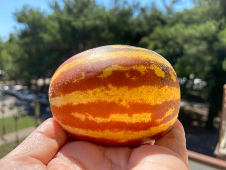 Дыня вьетнамская ананасная