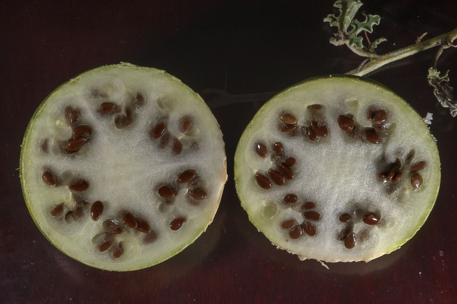 Плод арбуза