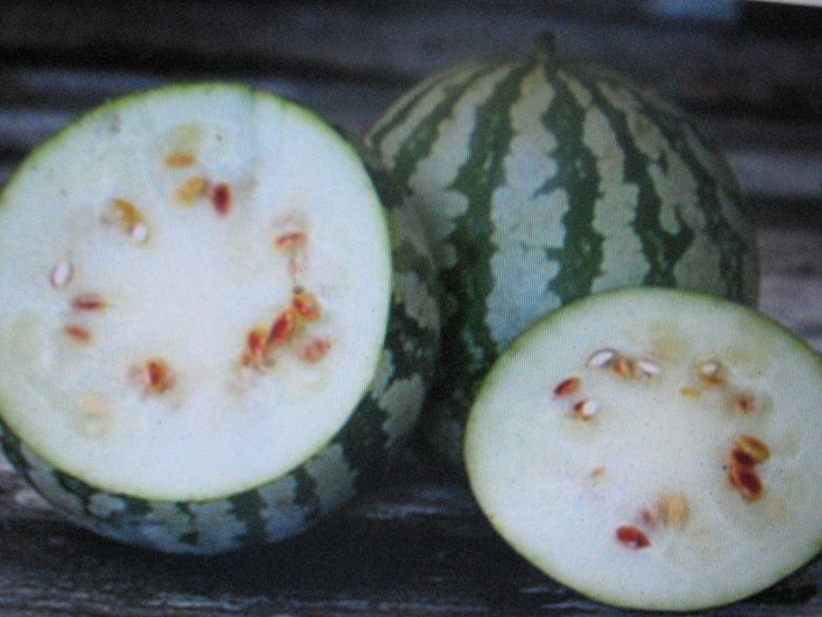 Watermelon citrullus lanatus