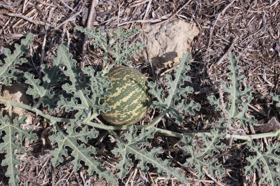 Citrullus lanatus var