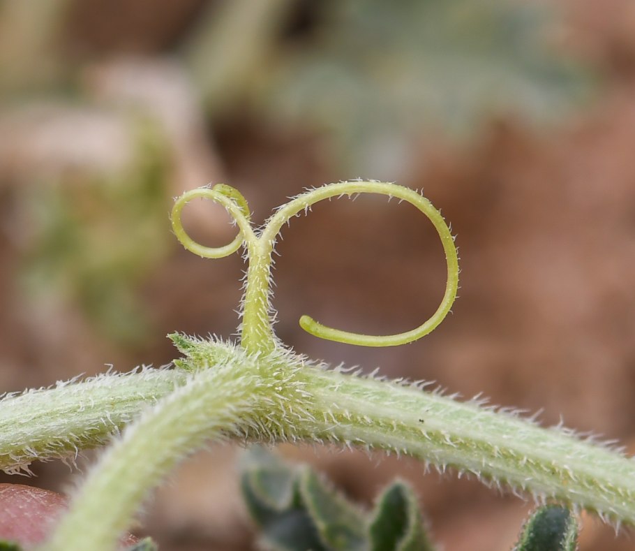 Усики растений