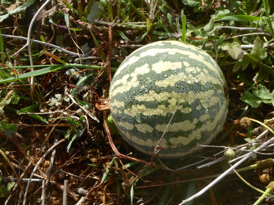 Дикие арбузы калахари