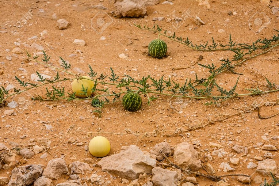 Пустынная тыква - колоцинт