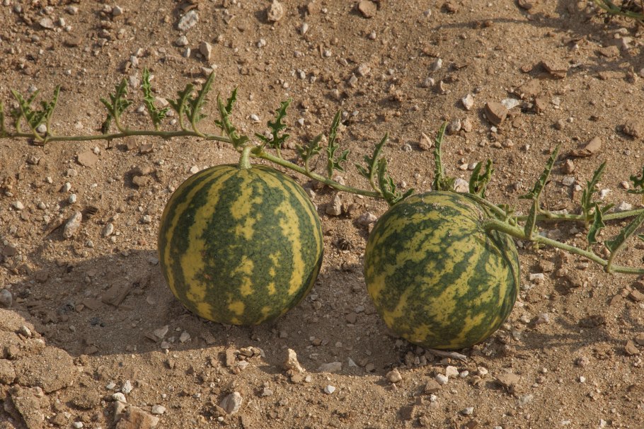 Citrullus colocynthis