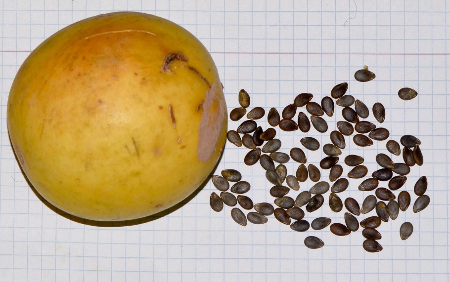 Плоды колоцинта