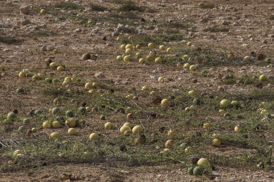 Дынная бахча