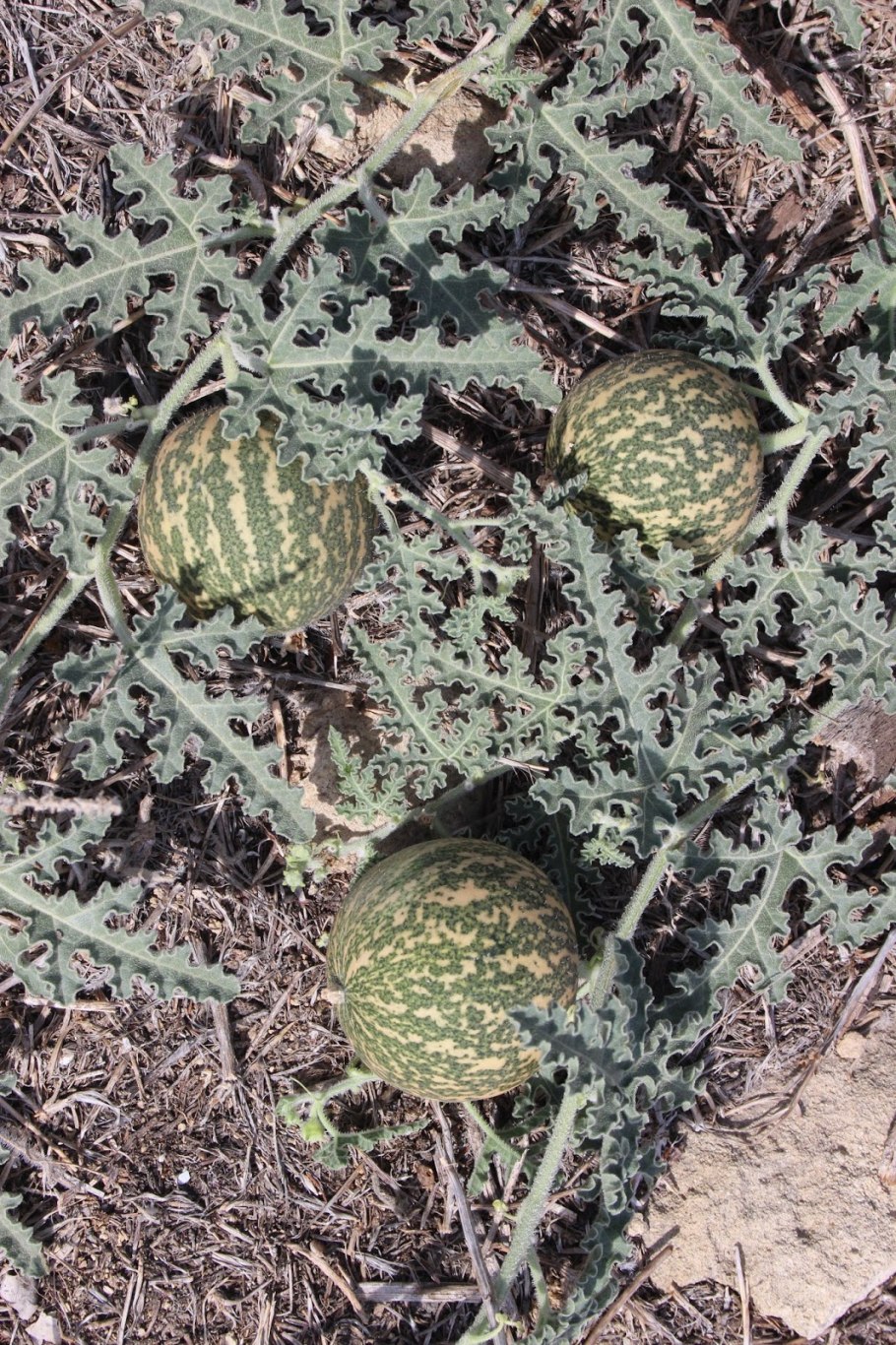 Citrullus colocynthis